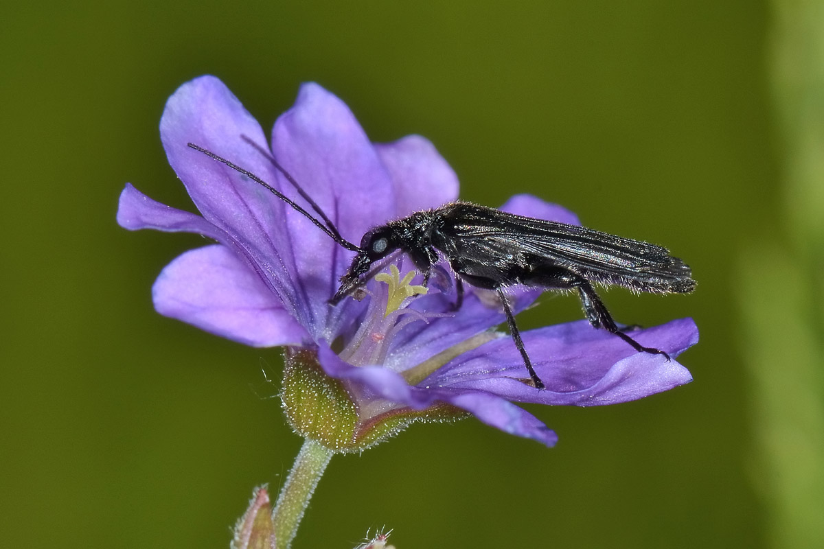 Maschio di Oedemera pthysica (forma nera) con Triungulino